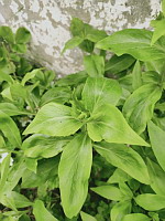 Valeriane rouge - Centranthus ruber (ph. Mrugala F., Lens, mai 2024)(3)